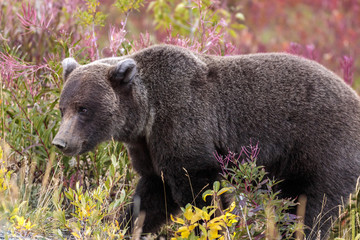 Bear walking in flowers in Yukon Canada