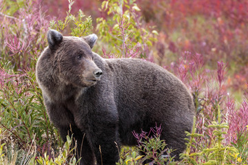 Bear walking in flowers in Yukon Canada