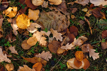 Autumn background.yellow and brown autumn oak and Linden leaves with green grass, autumn meadow, seasonal background. texture Wallpaper photo.autumn leaves of an old oak tree. 