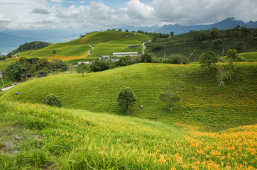 Obraz premium tiger lily farm with farmer