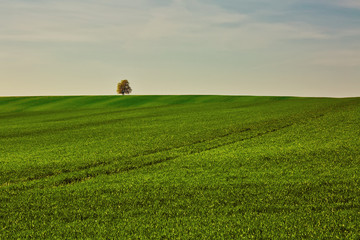 Young sprouts in spring field, agricultural theme with lonesome tree in the background