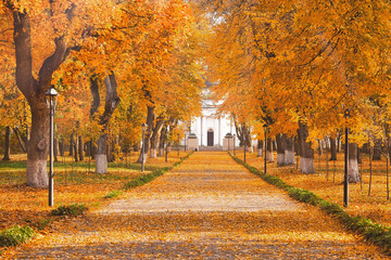 Fototapeta premium Ścieżka przez park krajobrazowy w słoneczny jesienny poranek, piękny jesienny motyw na świeżym powietrzu