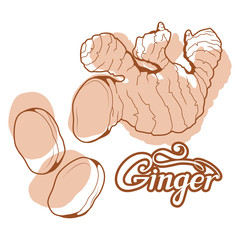 hand drawn ginger root, spicy ingredient, ginger logo, healthy organic food, spice ginger isolated on white background, culinary herbs, label, food, natural healthy food, vector graphic to design