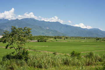 Fototapeta premium green paddy farm