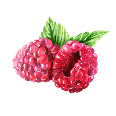 Hand drawn watercolor raspberry composition with green leaves, delicious food art isolated on white background.