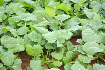 Field of young green rapeseed