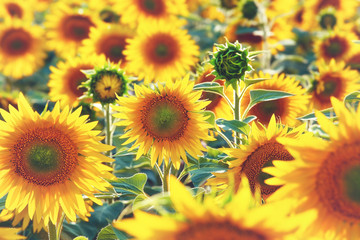 Fototapeta na wymiar Field of sunflowers, summertime agricultural background, selective focus