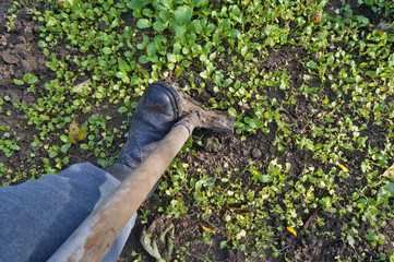 Seasonal work in the autumn garden. A farmer digs the ground