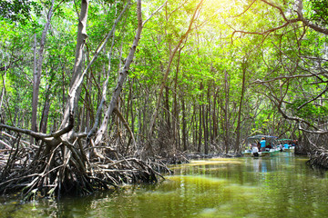 Menschen Bootfahren im Mangrovenwald, See Ria Celestun, Mexiko