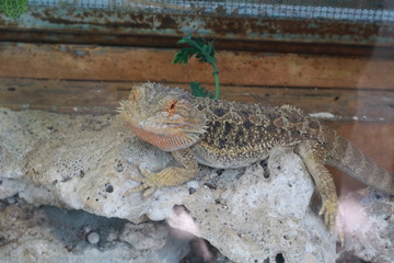 a beautiful snake and iguana reptile pose and one that is very beautiful and beautiful