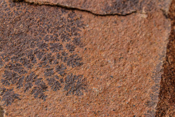  Imprint of a fern leaf on rock. Stone texture. Archaeological background