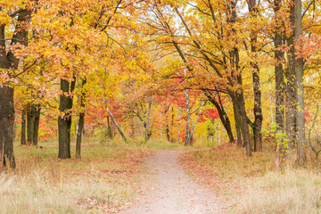 Footpath in the autumn deciduous forest © An-T