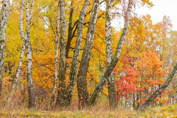 Fototapeta na wymiar Old birches in the autumn deciduous forest