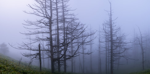 朝霧の高原