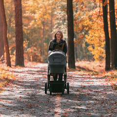 A young mother with a stroller walks through the autumn park. Walking with an infant in the open...
