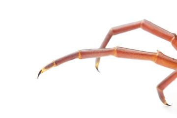 Obraz premium Close up the Giant red Centipede dangerous animal on white background.