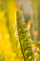 green palm leaves as background