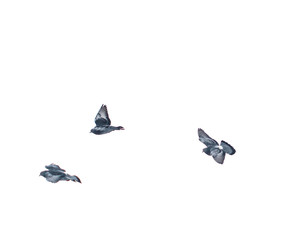 Fototapeta premium flying pigeons on a white background