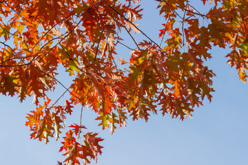 Branches of red oak with autumn leaves against of sky