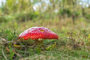 Poisonous mushroom fly agaric with a red cap in the autumn, on the background of grass