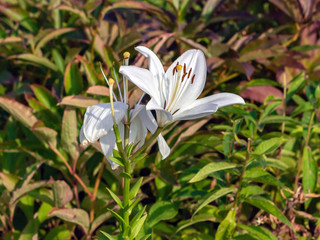 Bush with open flower of white Lily, on a sunny day on the background of green leaves