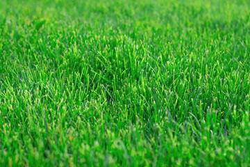 Fototapeta na wymiar Trimmed green grass on the lawn in the city Park