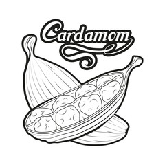 hand drawn cardamom plant, spicy ingredient, cardamom logo, healthy organic food, spice cardamom isolated on white background, culinary herb, label, food, natural health food, vector graphic to design