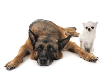 german shepherd and chihuahua