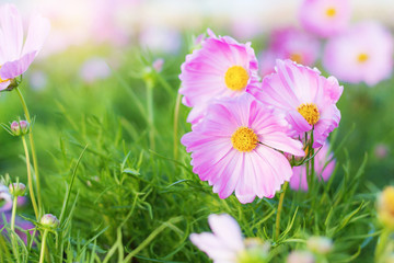 Pink cosmos in the winter.