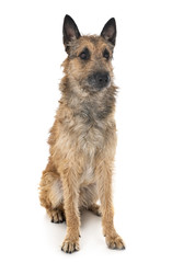 belgian shepherd laekenois