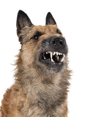 belgian shepherd laekenois