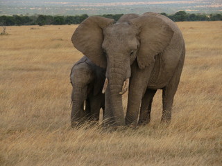 Elephant and calf 