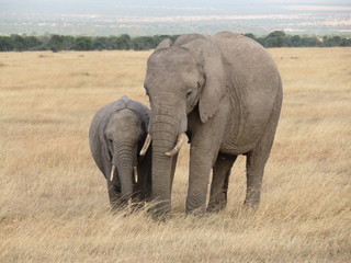 Fototapeta na wymiar Elephant and calf 
