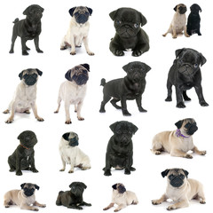 group of pugs
