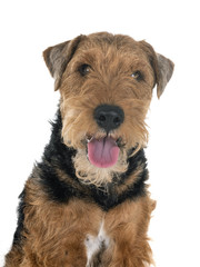 welsh terrier in studio