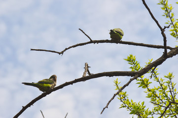 Loras Capilla del Monte