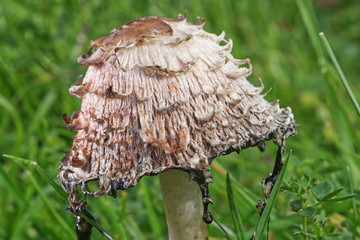 Close up macro of a Shaggy Ink Cap or Lawyers Wig Coprinus comatus releasing inky black fluid, set against a green grassy meadow background