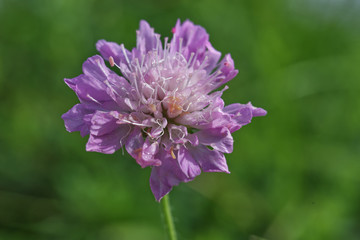 Close up macro of a Cornflower Centaurea cyanus, set against a blurred green background