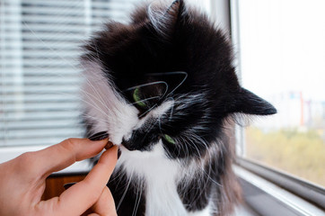 Beautiful Face black and white Cat Girl with Green Eyes takes a Pill 