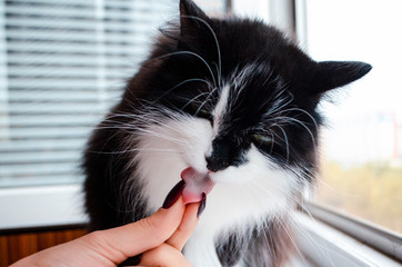 Beautiful Face black and white Cat Girl with Green Eyes takes a Pill 