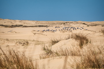 Sand dunes in Cabo Polonio Uruguay, with seagulls resting