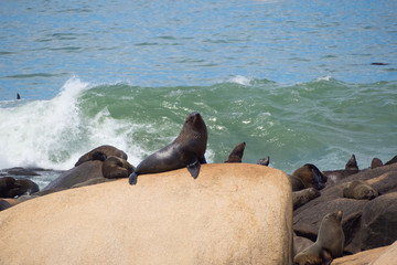Sea wolves on the rocks in Cabo Polonio, coast of Uruguay