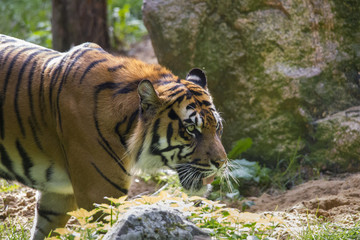 Tiger under trees by the water