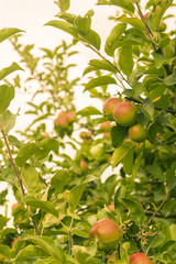 Grüne und rote Äpfel am Baum im Gegenlicht selektiver Fokus, Green and red apples at the tree in backlight selective focus