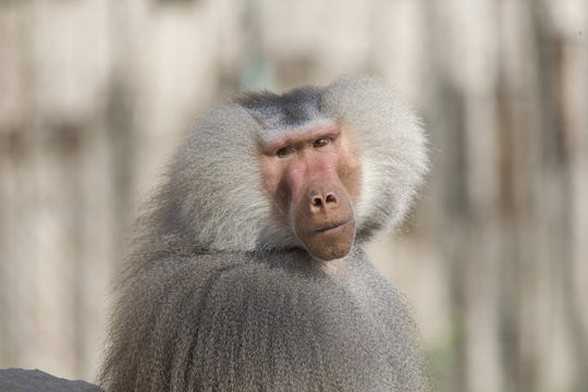 Portrait Of A Male Baboon