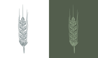 Wheat bread ears cereal crop sketch line art style. Vector illustration.
