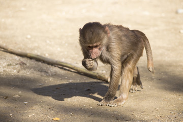 Baboon is looking for food on the ground