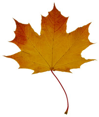 Naklejka na ściany i meble yellow-red maple leaf. isolate