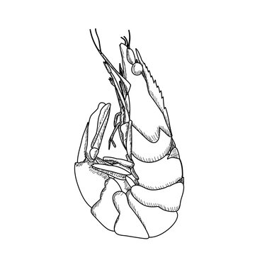 recommend clip art: white background, shrimp sketch, outline