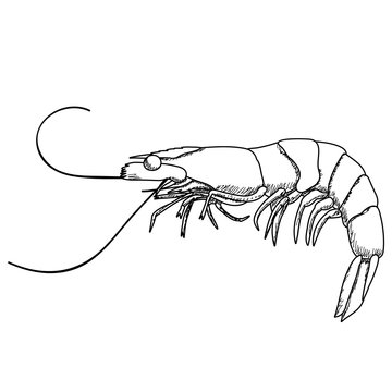 recommend clip art: white background, shrimp sketch, outline